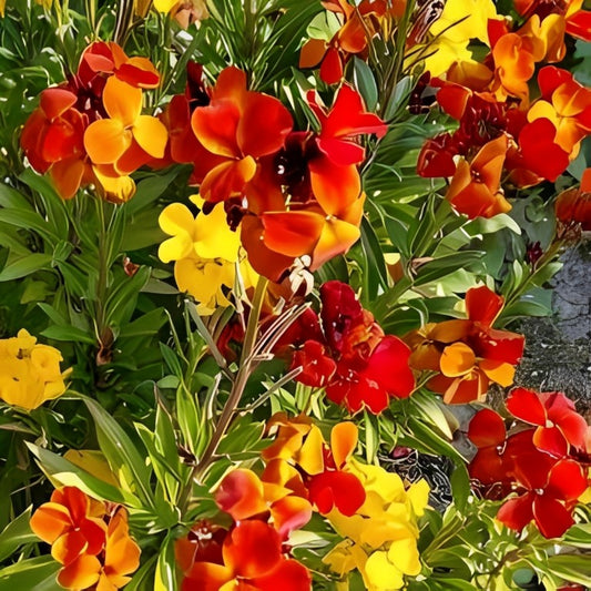 Cheiranthus cheiri (Muurbloem) - 'Single Flowered Mix'