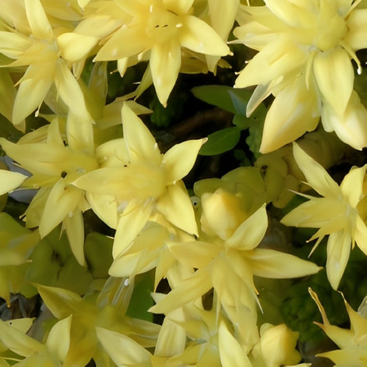 Sedum acre (Muurpeper)
