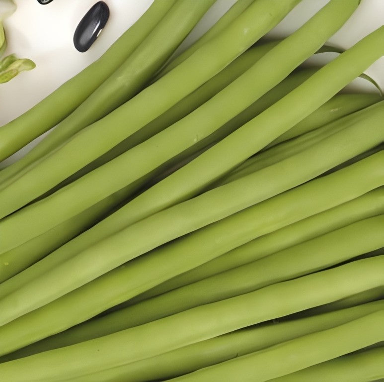 Stamslaboon (Naaldboon) - 'Nautica'