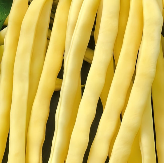 Stokspekboon - 'Neckargold'