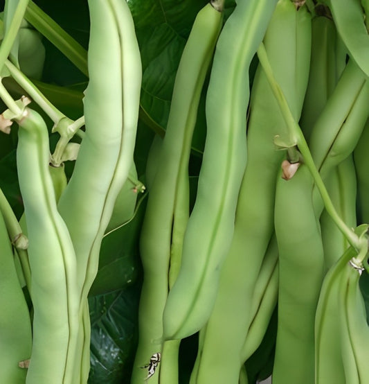 Stokspekboon - 'Neckarkönigin'