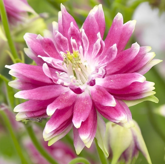 Aquilegia vulgaris - 'Nora Barlow'