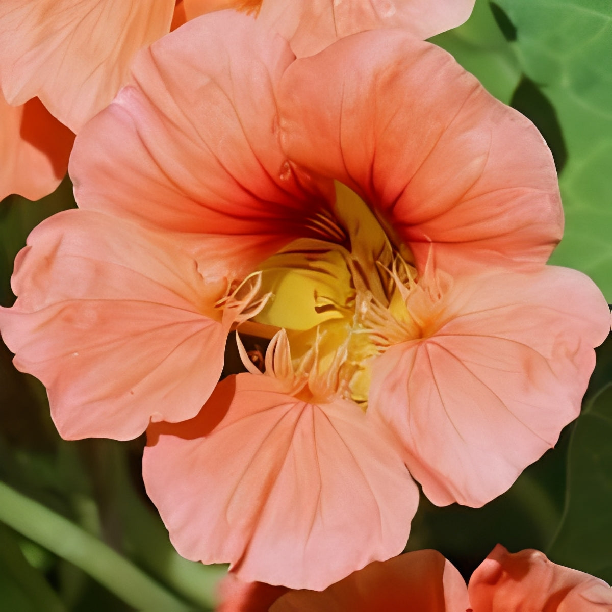 Oost-Indische Kers - 'Salmon Baby'