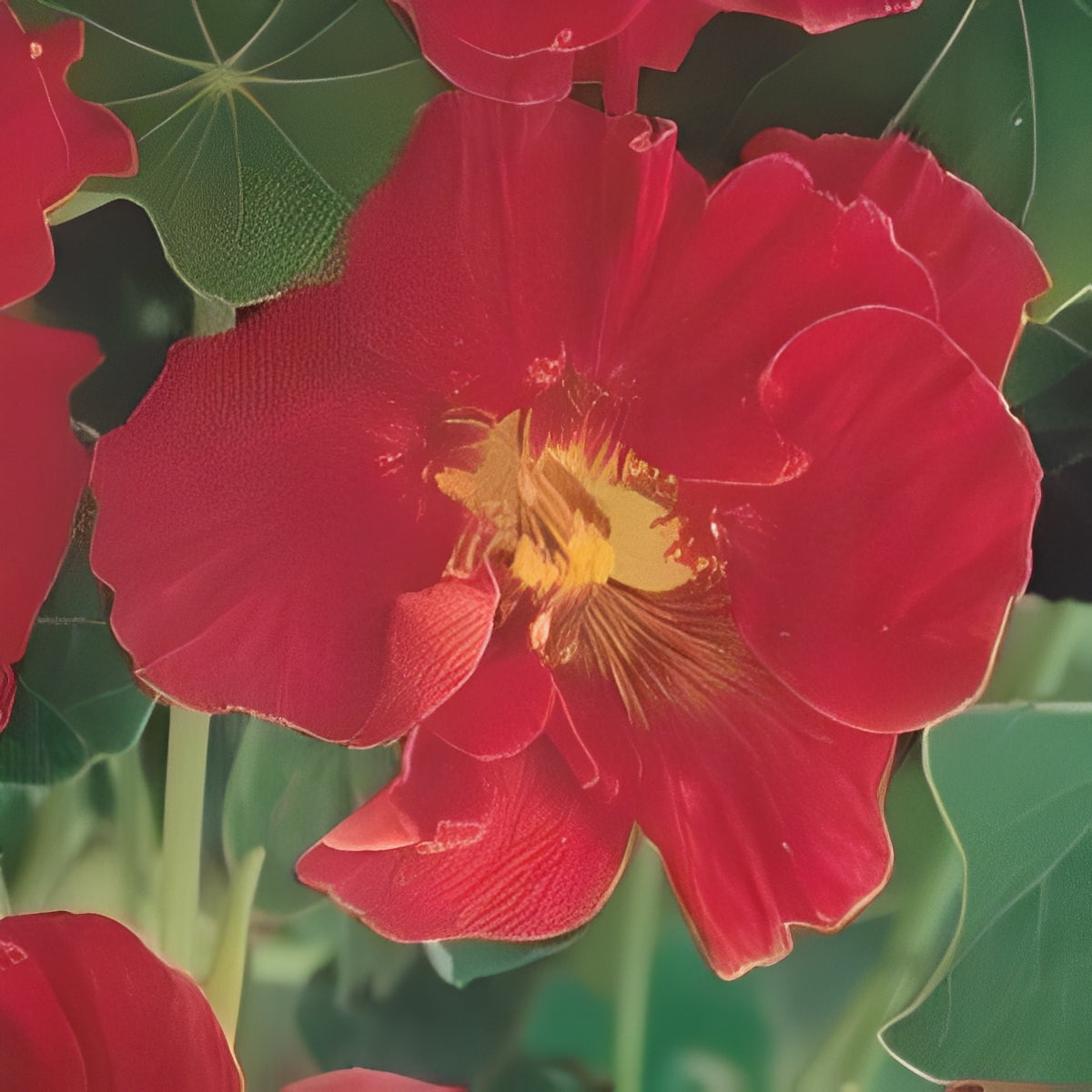 Oost-Indische Kers - 'Scarlet Jewel'