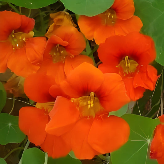 Oost-Indische Kers - 'Enkelbloemig Rood'