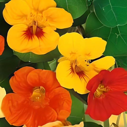 Oost-Indische Kers - 'Jewel Mix Laagblijvend'