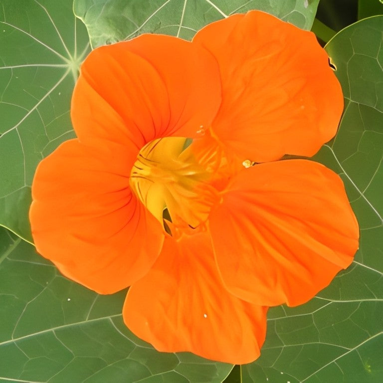 Oost-Indische Kers - 'Enkelbloemig Oranje'