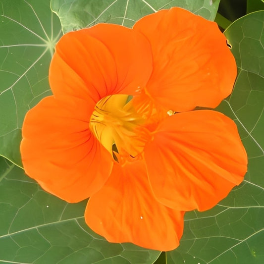 Oost-Indische Kers - 'Enkelbloemig Oranje'