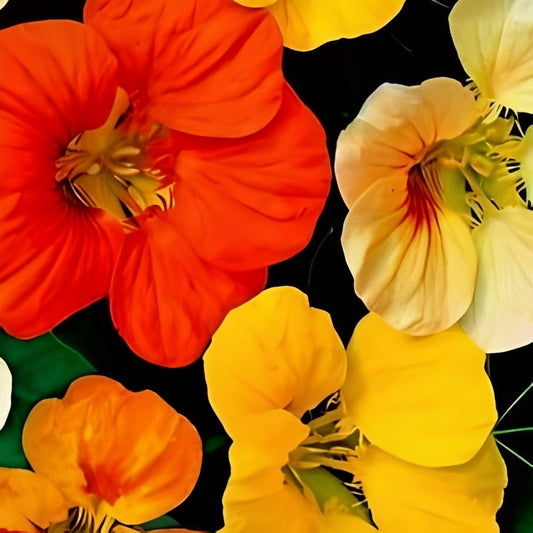 Oost-Indische Kers - 'Tom Thumb Mix'