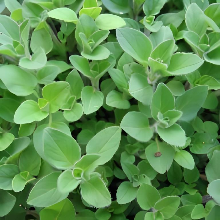 Oregano - 'Gewone'