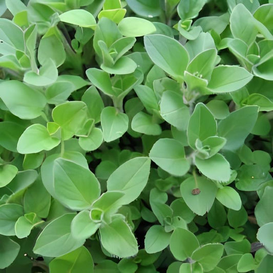 Oregano - 'Gewone'