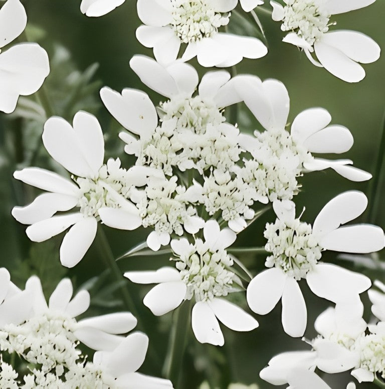 Orlaya grandiflora (Straalscherm)