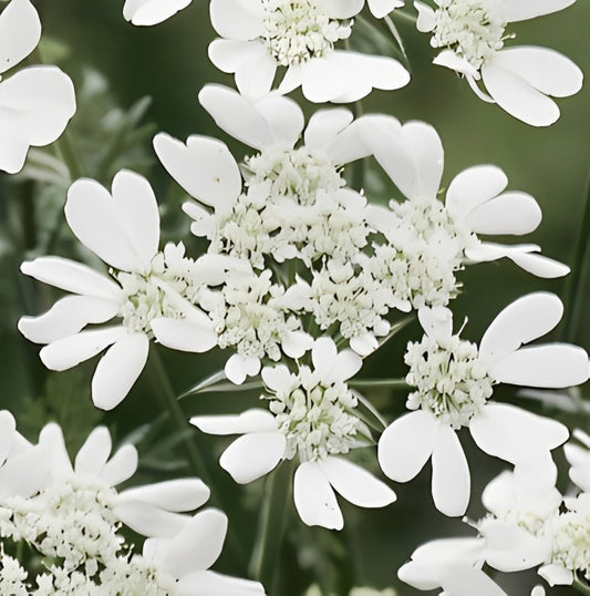 Orlaya grandiflora (Straalscherm)