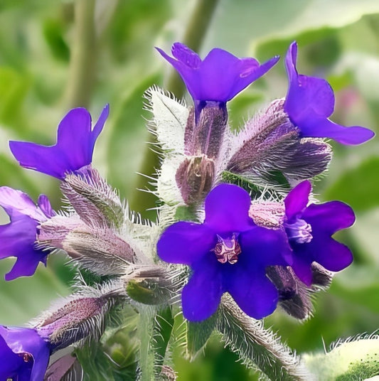 Ossetong (Anchusa officinalis)