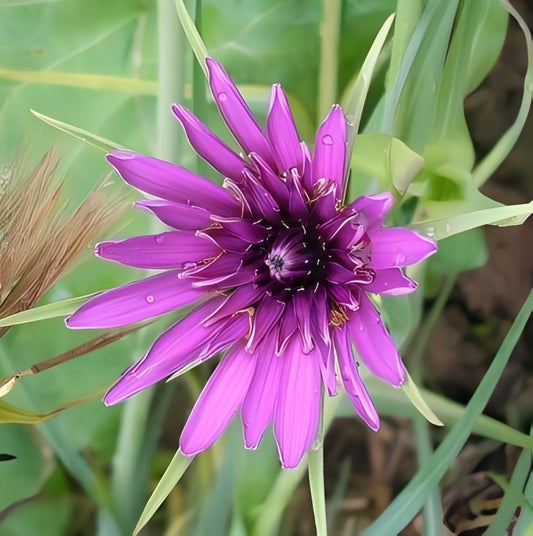 Paarse Morgenster (Tragopogon Porrifolius)