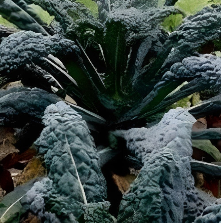 Palmkool - 'Nero di Toscane'