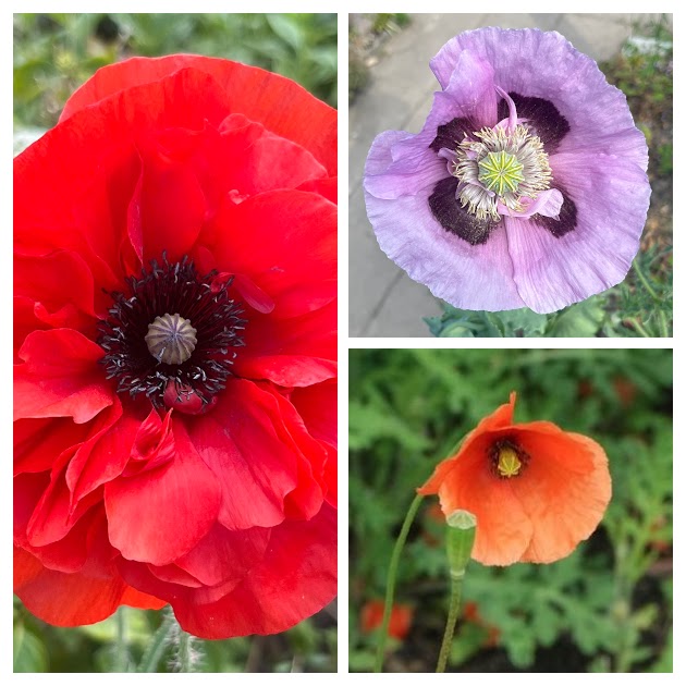 Papaver Mix