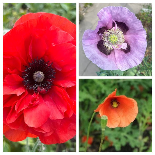 Papaver Mix