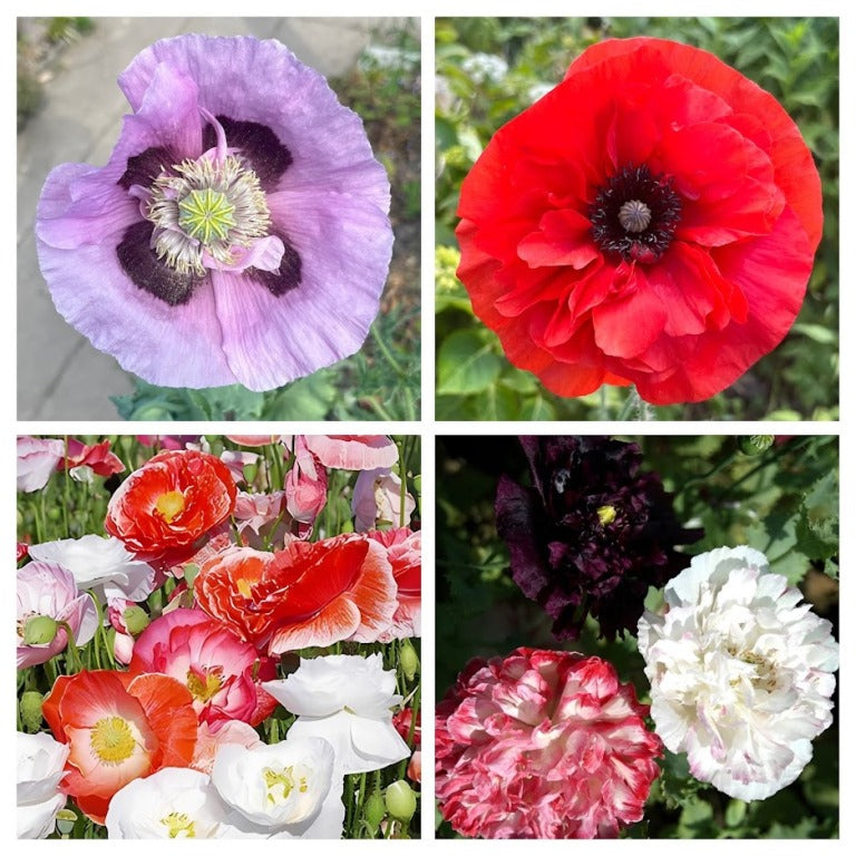 Papaver Mix
