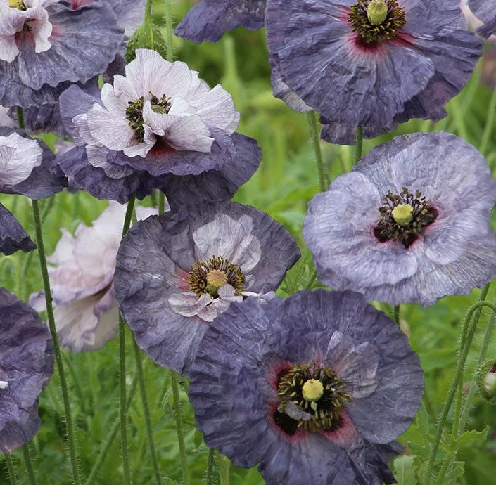 Papaver rhoeas - 'Amazing Grey'