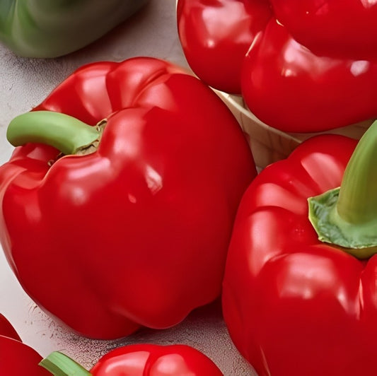 Paprika - 'California Wonder'