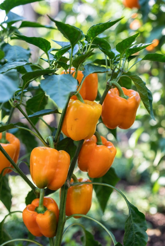 Groenteplantenpakket Oranje Paprika (Pre-order)