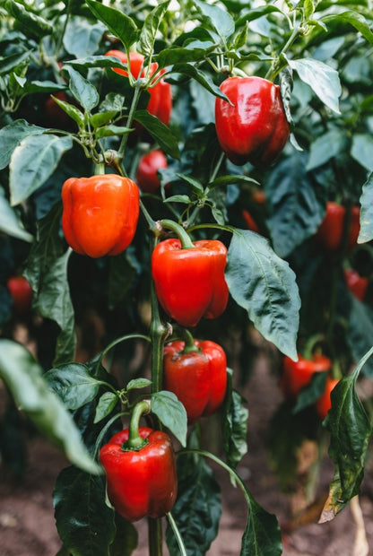 Groenteplantenpakket Rode Paprika (Pre-order)