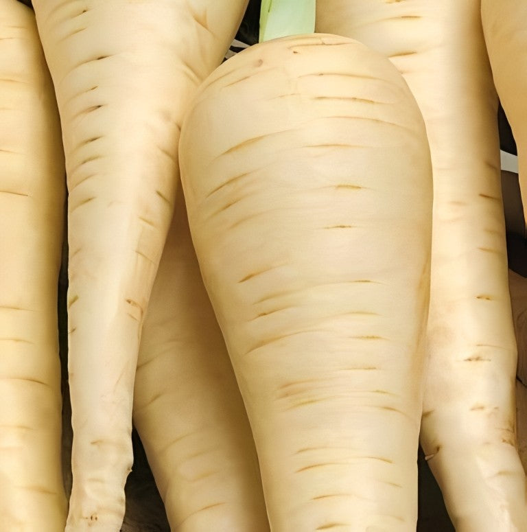 Pastinaak - 'Guernsey'