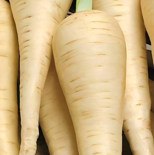 Pastinaak - 'Guernsey'