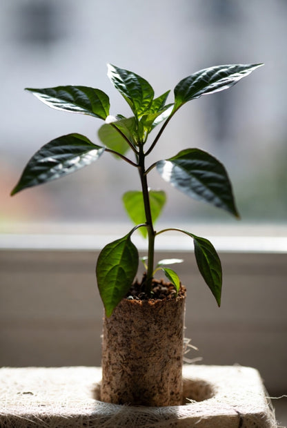 Groenteplantenpakket Milde Peper (Pre-order)