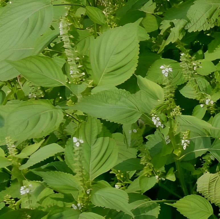 Perilla (Shiso) - 'Groenbladig'