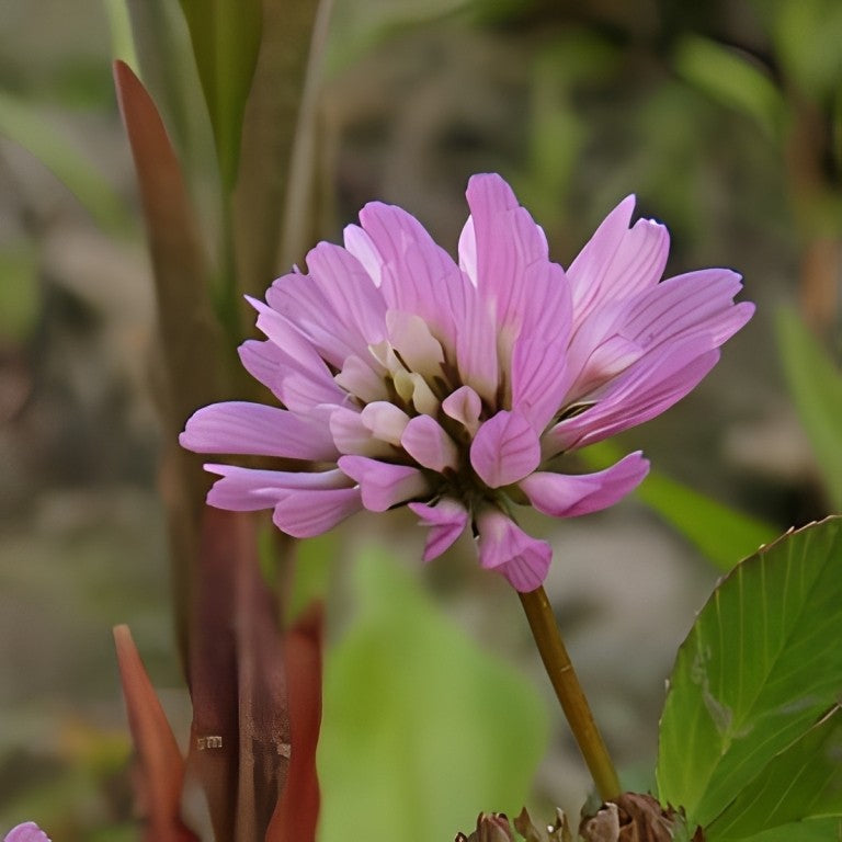 Perzische Klaver (Trifolium resupinatum)
