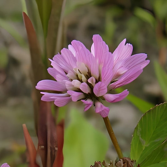 Perzische Klaver (Trifolium resupinatum)