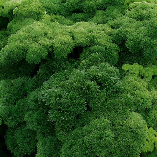 Krulpeterselie - 'Moskrul'