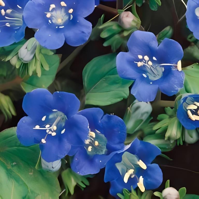 Phacelia campanularia 'Blauw' (Bijenvoer/Bijenbrood)