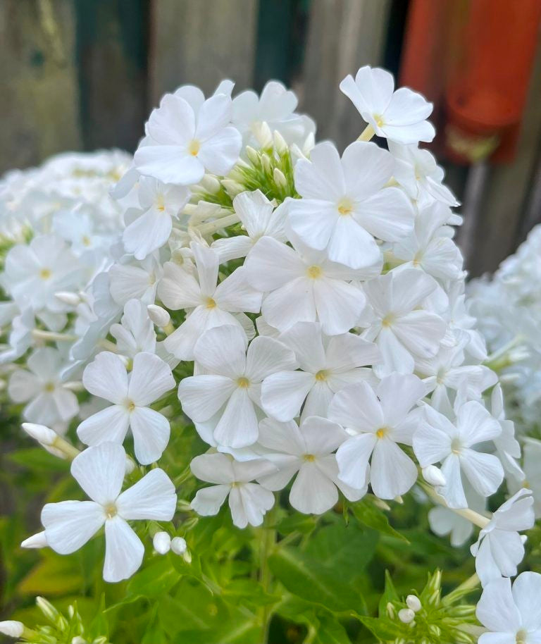 Phlox drummondii grandiflora - 'Alba'
