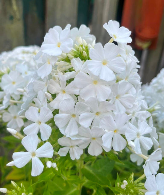 Phlox drummondii grandiflora - 'Alba'