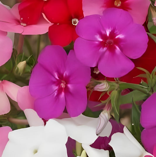 Phlox drummondii grandiflora - 'Mix'