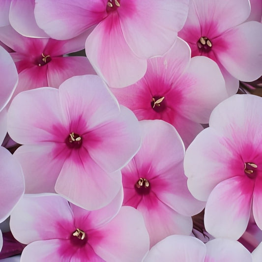 Phlox drummondii grandiflora - 'Brilliant'