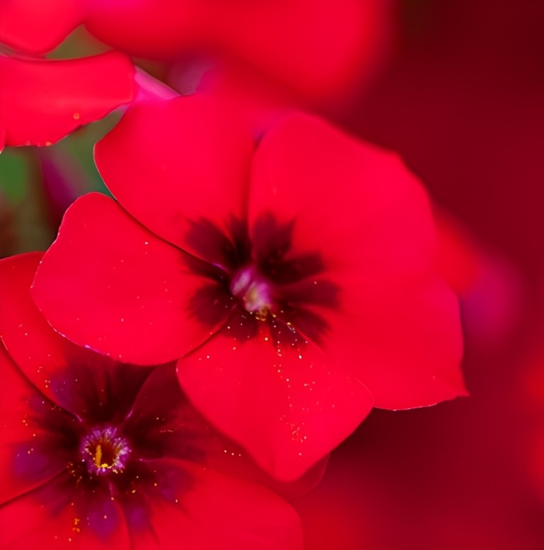 Phlox drummondii grandiflora - 'Coccinea'