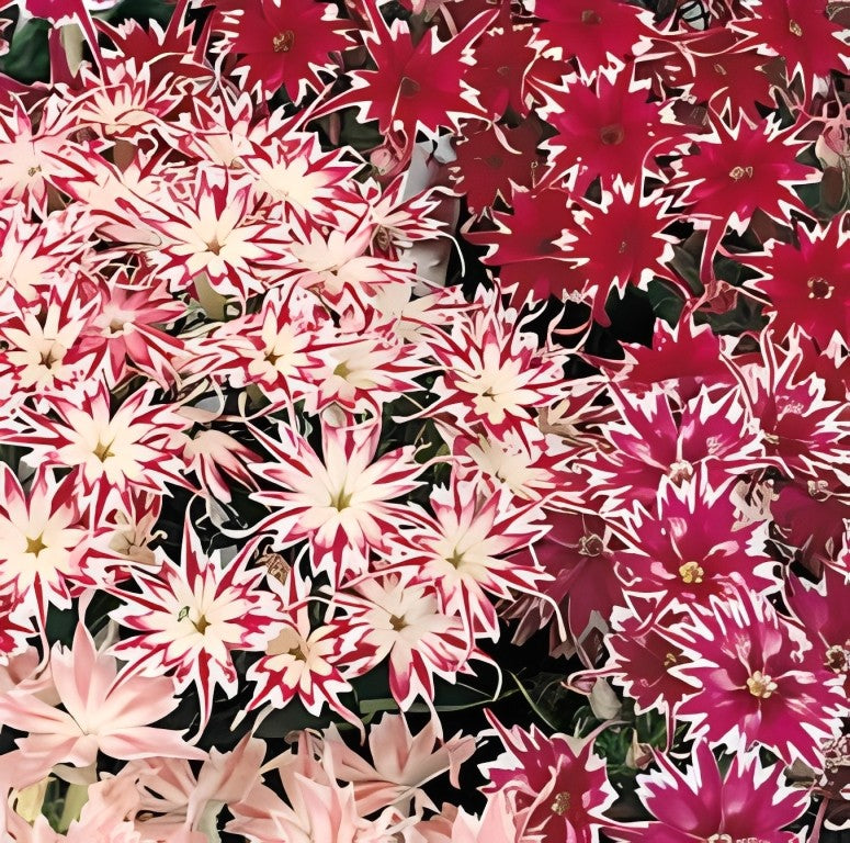 Phlox drummondi cuspidata - 'Tall Mixed'
