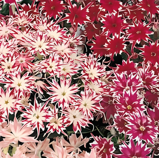 Phlox drummondi cuspidata - 'Tall Mixed'