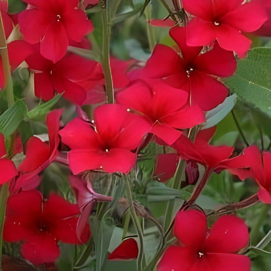 Phlox nana - 'Scarlet Beauty'