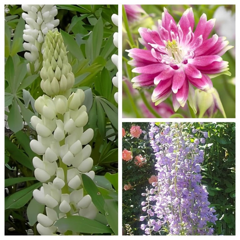 Pick & Mix 5 Koudekiemers