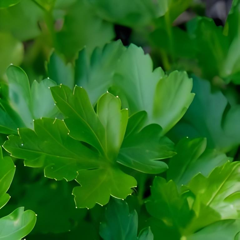 Platte Peterselie - 'Amsterdamse Snij'