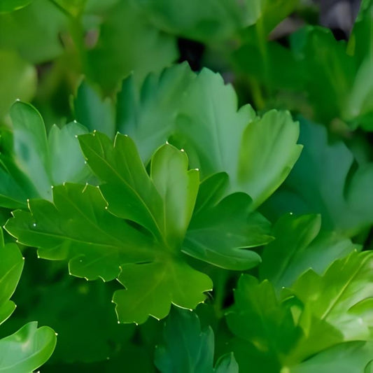 Platte Peterselie - 'Amsterdamse Snij'