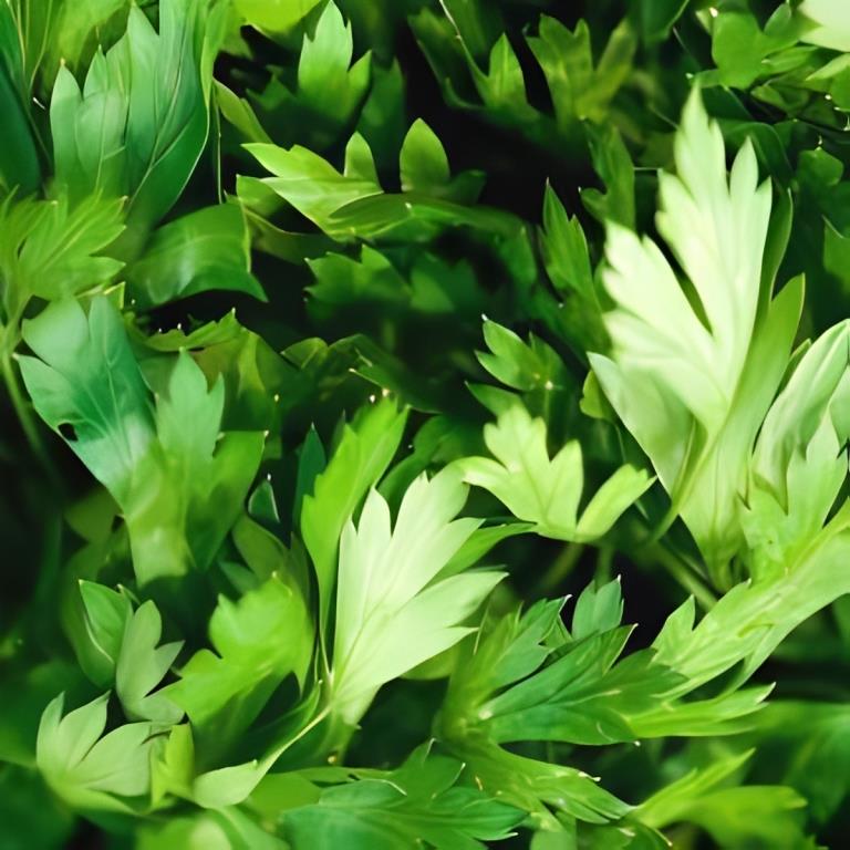 Platte Peterselie - 'Gigante d'Italia'