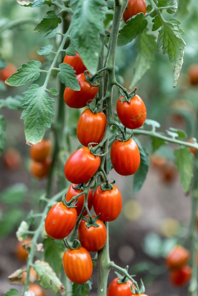 Moestuinplantjes Pruimtomaat (Pre-order)
