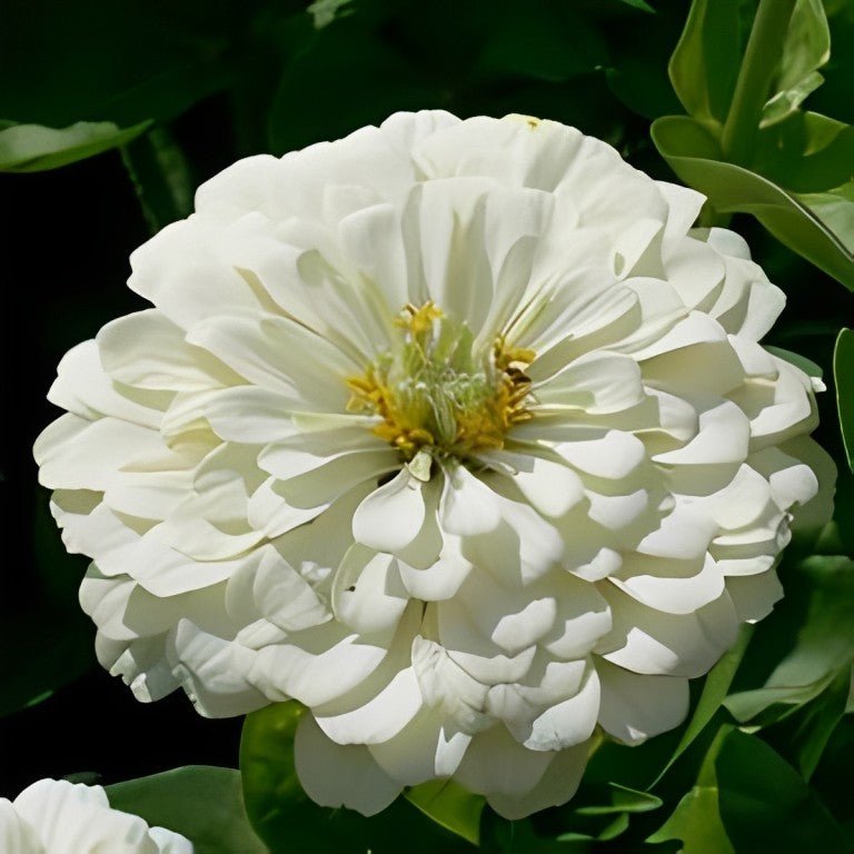 Zinnia elegans - 'Dahlia Polar Bear'