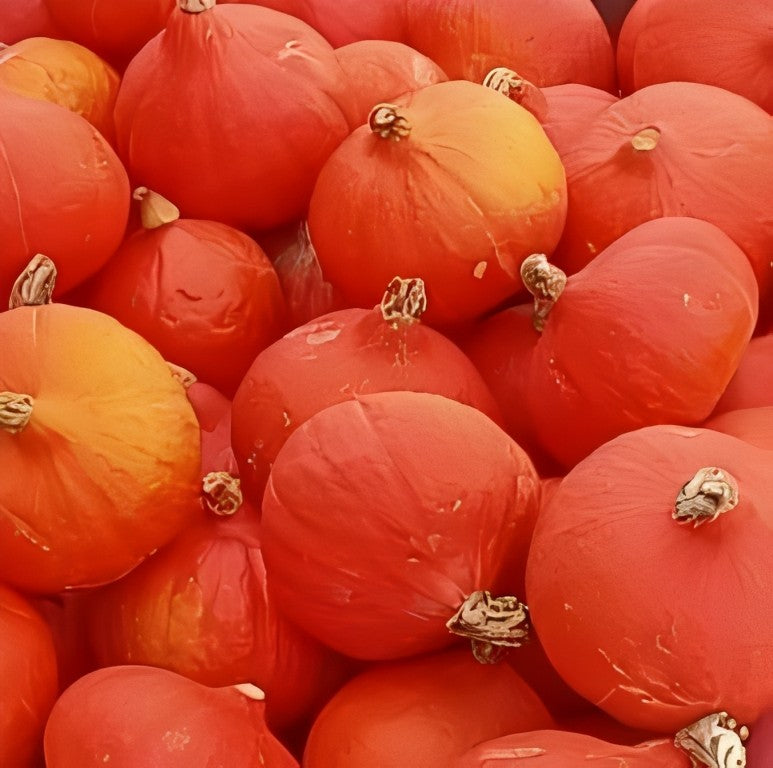 Pompoen - 'Uchiki Kuri'